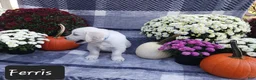 Golden Retriever dogs for sale: Ferris  - Ad 4