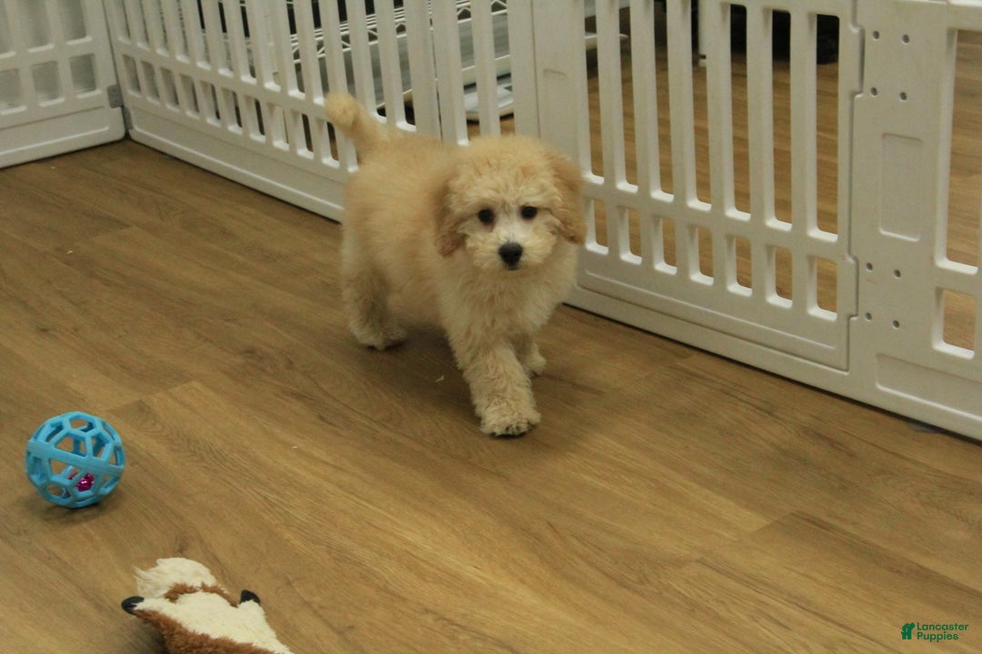 Bichpoo dogs for sale: Remi - Ad 13