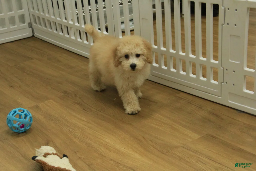Bichpoo dogs for sale: Remi - Ad 13