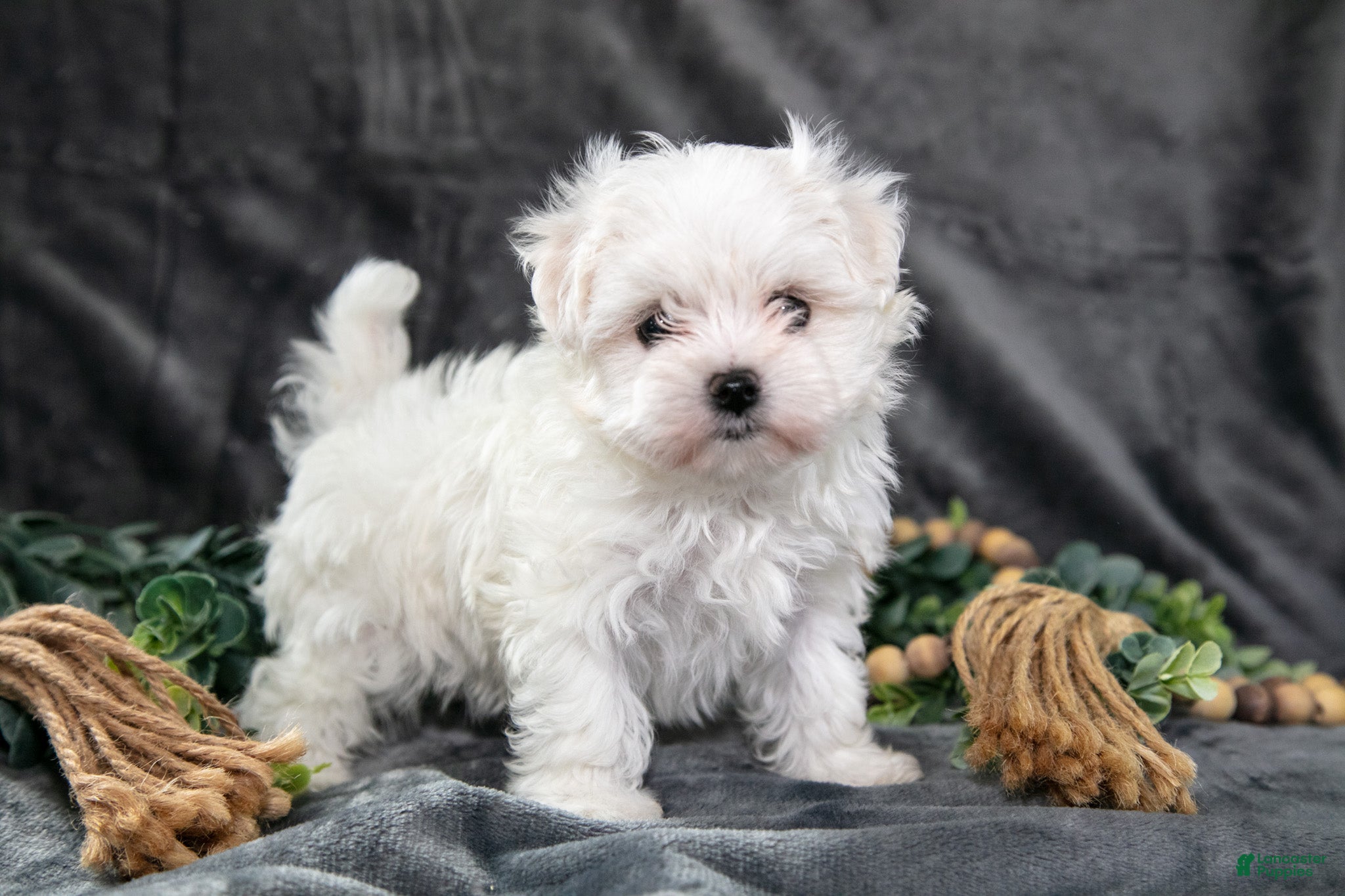 Maltese dogs Ashley - Ad 1