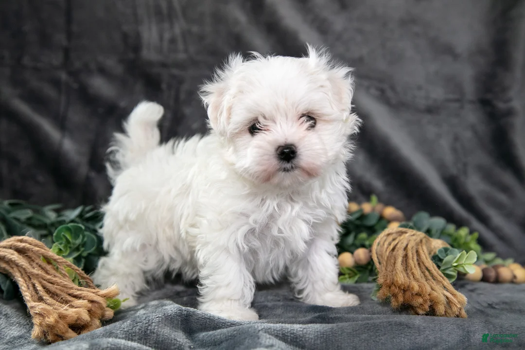 Maltese dogs for sale: Ashley - Ad 1