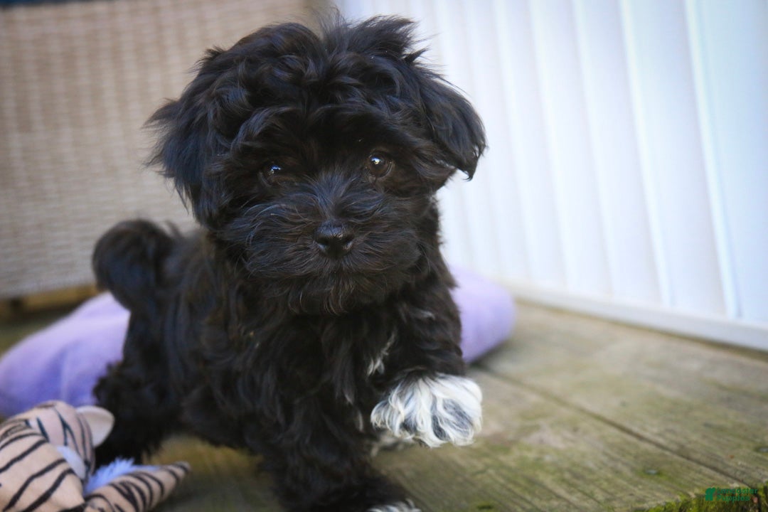 Havanese dogs Maltilda Havanese - Ad 2
