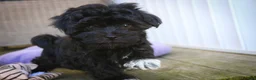 Havanese dogs for sale: Maltilda Havanese - Ad 2