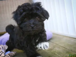 Havanese dogs Maltilda Havanese - Ad 2