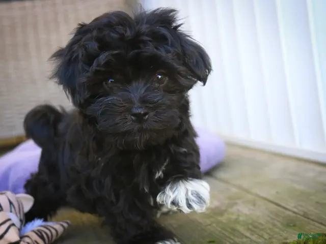 Havanese dogs for sale: Maltilda Havanese - Ad 2