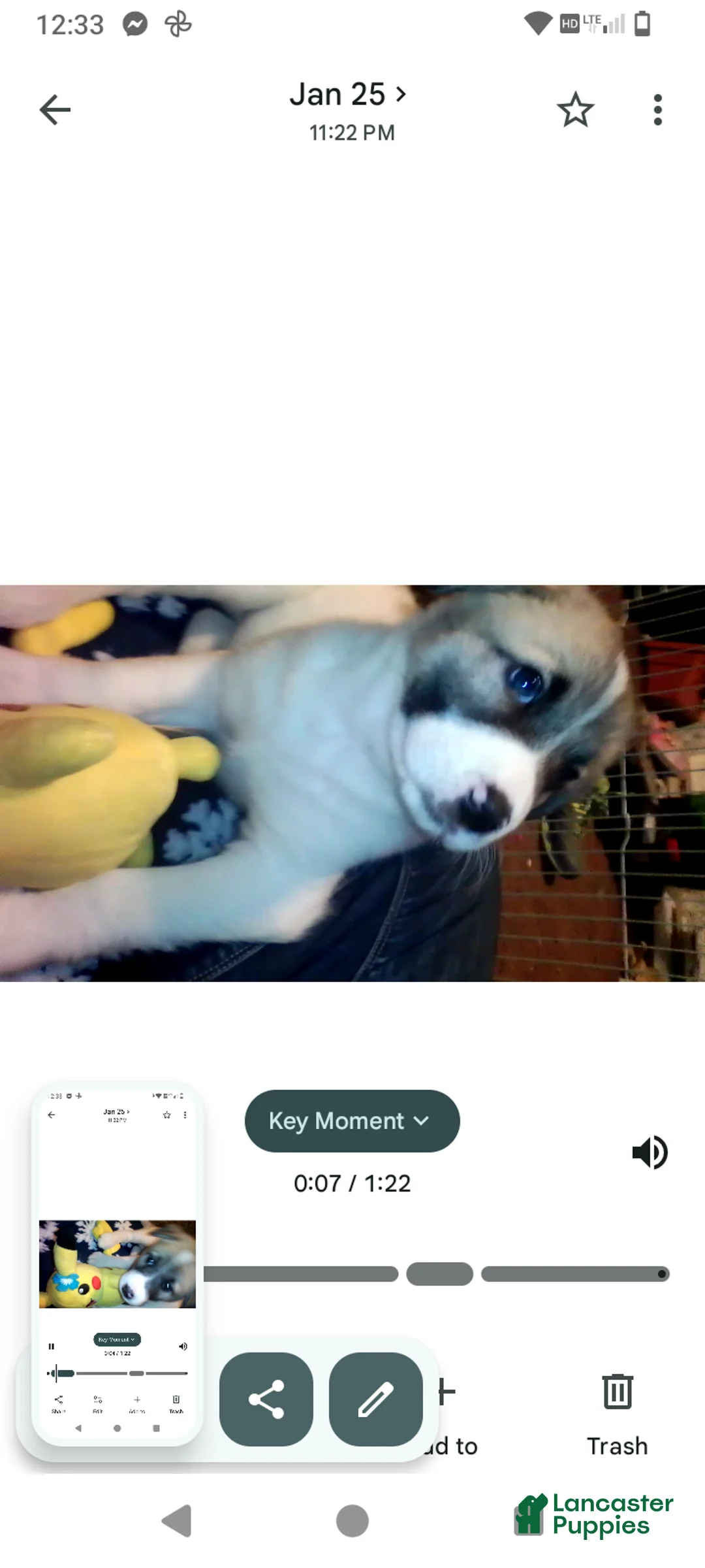 Mixed Breed dogs for sale: BABY JOJO  - Ad 22