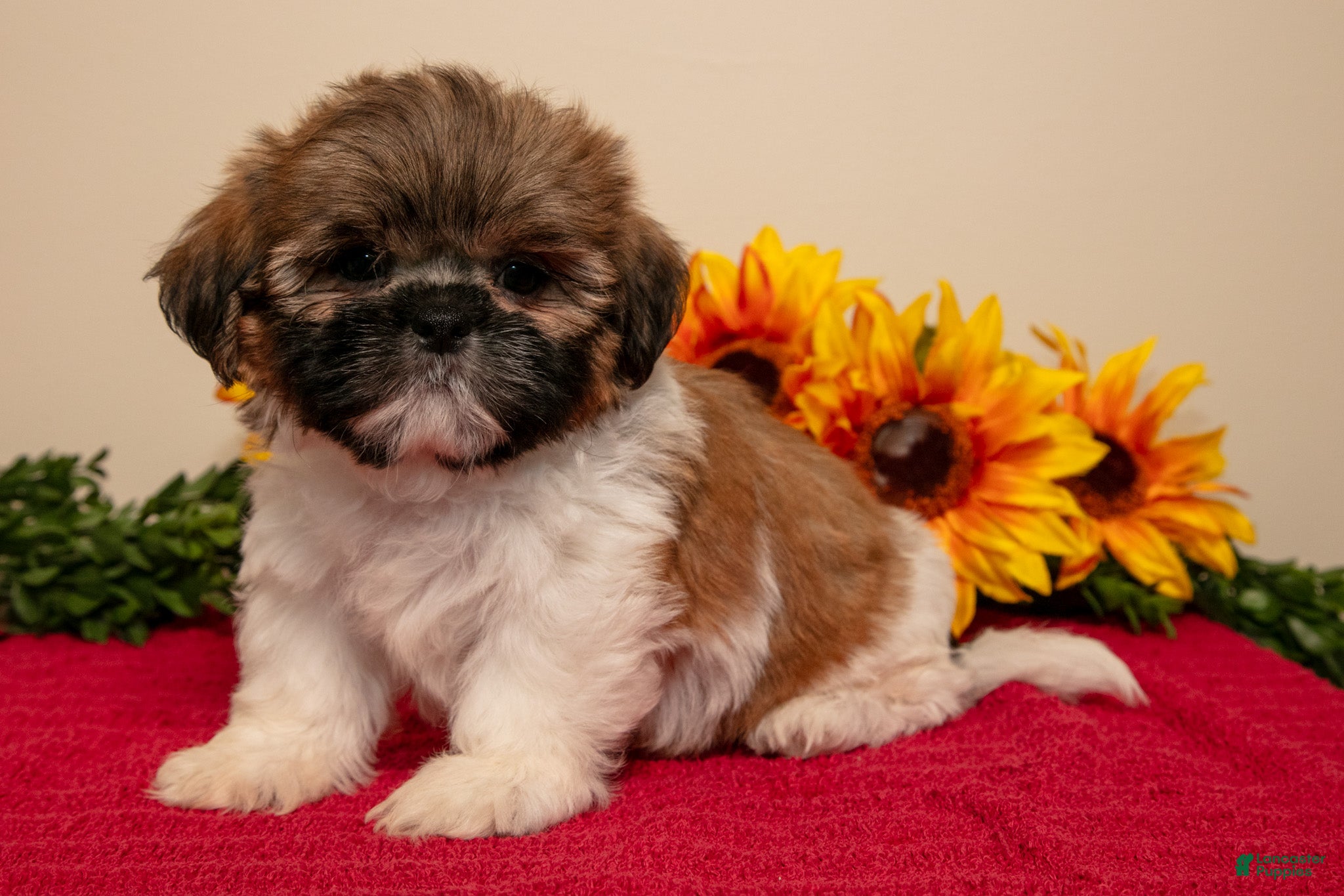 Shih Tzu dogs for sale: Timmy - Ad 2
