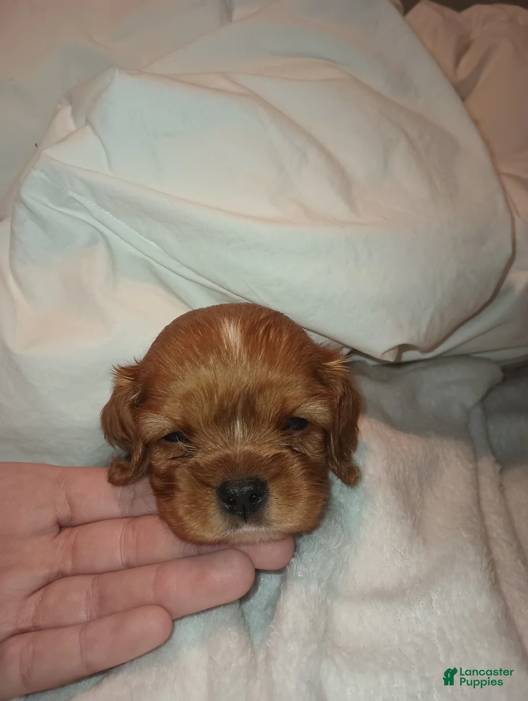 Cavalier King Charles Spaniel dogs for sale: Cavalier King Charles Spaniel Puppy 1 - Ad 2