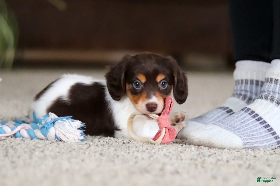 Miniature Dachshund dogs for sale: Stella - Ad 4