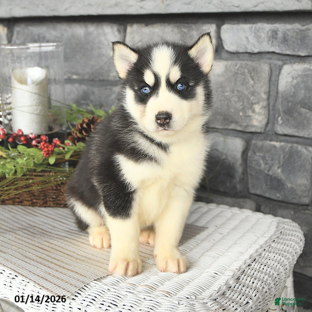 Siberian Husky dogs for sale: Lobo - Ad 2