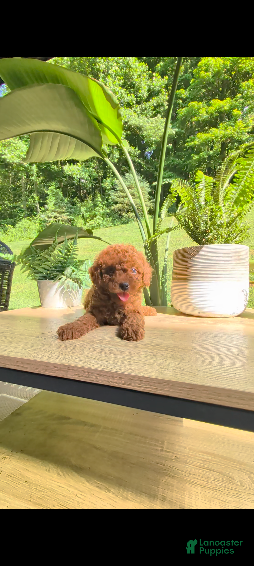 Miniature Poodle dogs Bobby - Ad 1