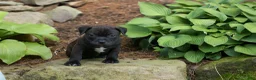 Staffordshire Bull Terrier dogs for sale: Moose 🐶 - Ad 5