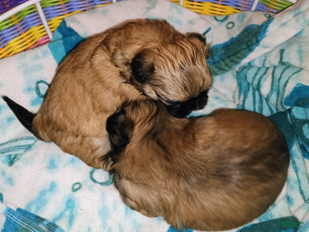 Shih Tzu dogs for sale: Shih Tzu Puppy 1 - Ad 2