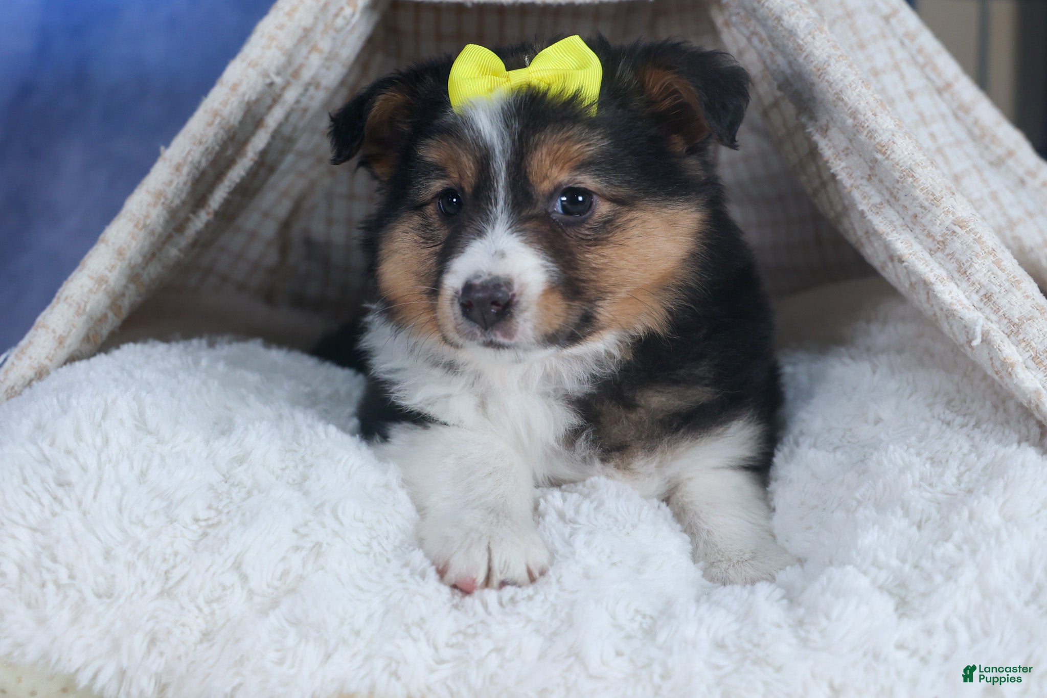 Mixed Breed dogs Maggie - Ad 2