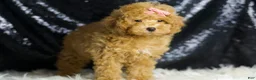 Toy Poodle dogs for sale: Joy - Ad 2