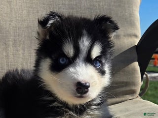 Siberian Husky dogs - Ad 22