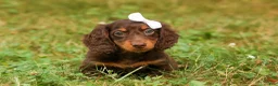 Miniature Dachshund dogs for sale: BRANDY - Ad 11
