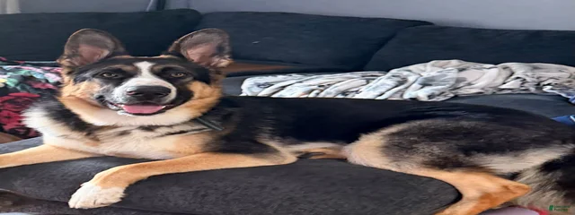 Goose 