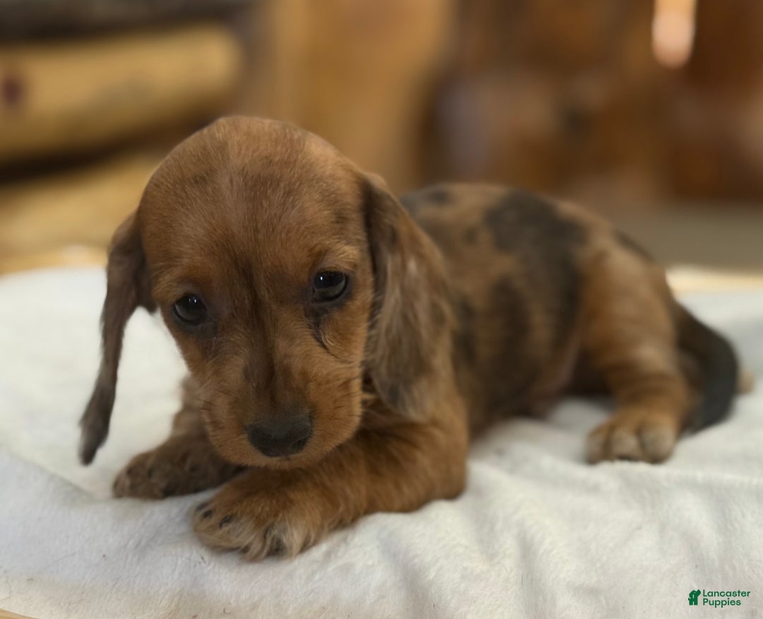Miniature Dachshund dogs for sale: Pinto - Ad 10