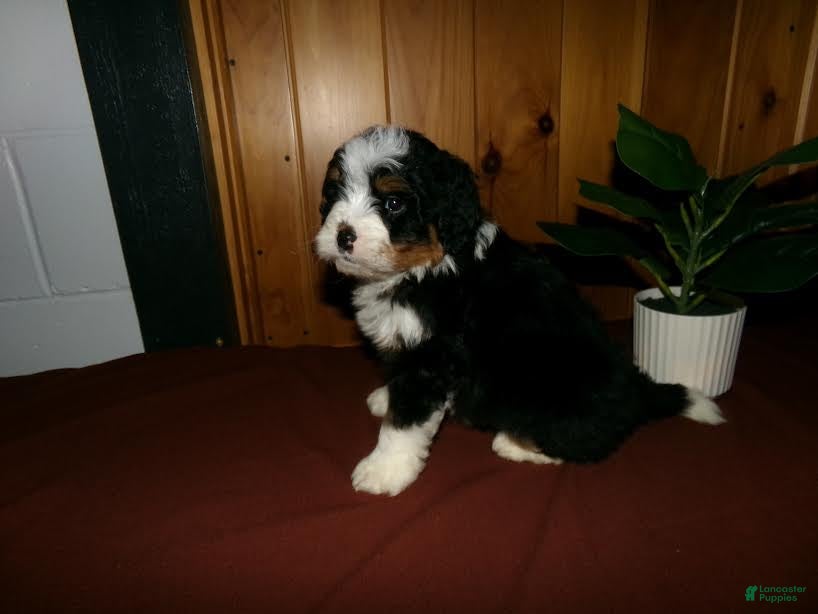Mini Bernedoodle dogs Arnold - Ad 1