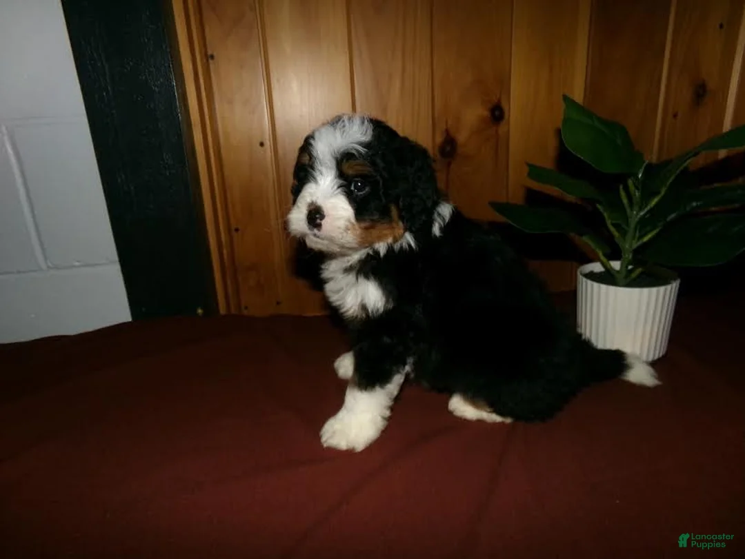 Mini Bernedoodle dogs for sale: Arnold - Ad 1