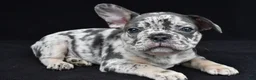 French Bulldog dogs for sale: duke - Ad 7