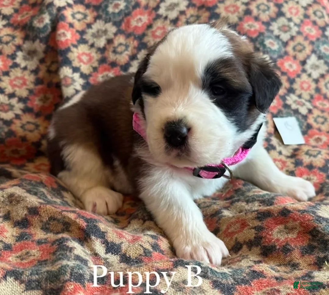 Saint Bernard dogs for sale: Saint Bernard Puppy 10 - Ad 1
