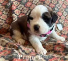 Saint Bernard Puppy 10