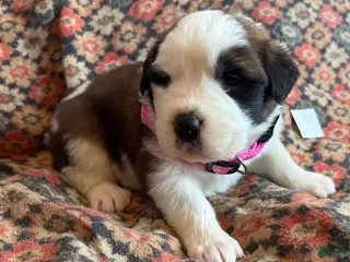 Saint Bernard dogs Saint Bernard Puppy 10 - Ad 33