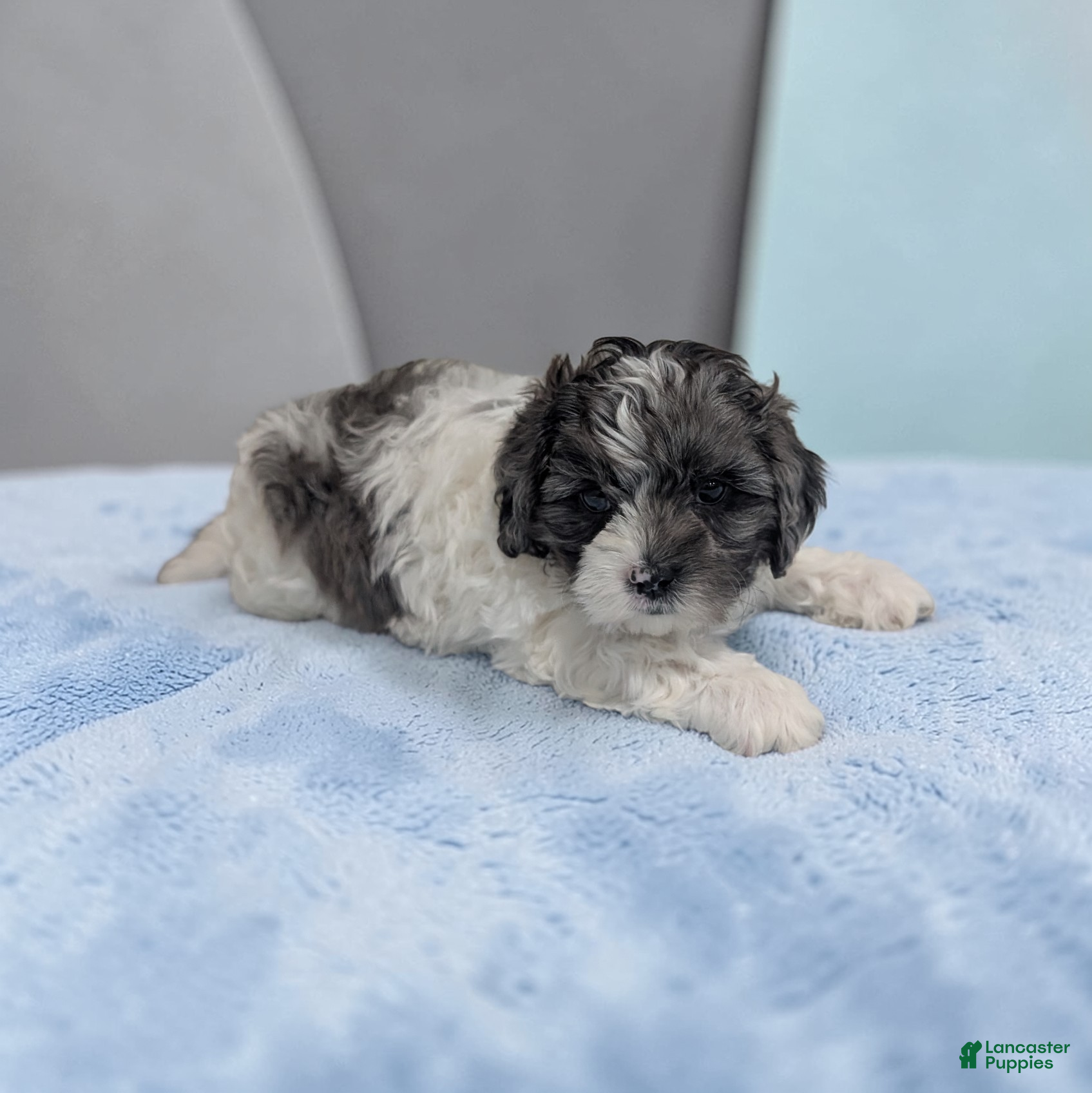 Shihpoo dogs Oakley - Ad 1