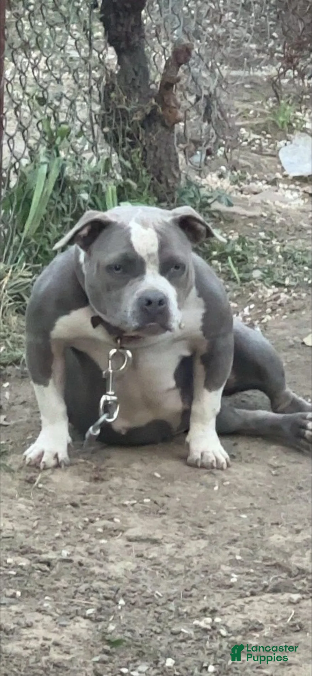 American Bully dogs for sale: American Bully 3 - Ad 2