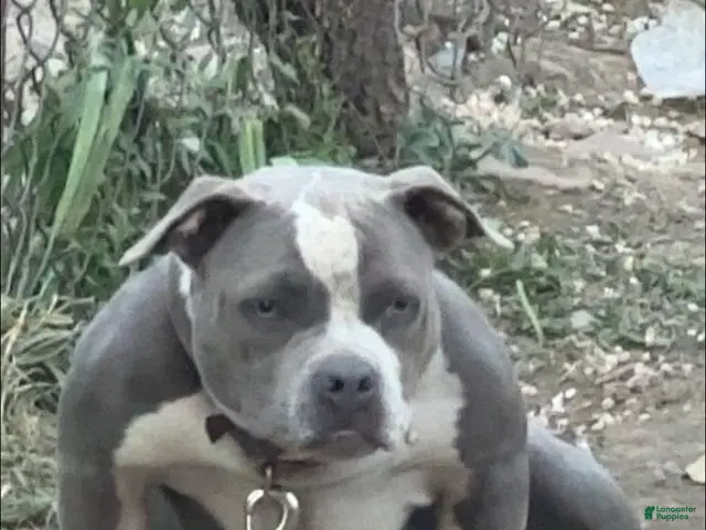 American Bully dogs for sale: American Bully 3 - Ad 2