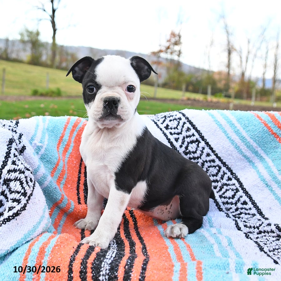 Boston Terrier dogs for sale: Nevada - Ad 2