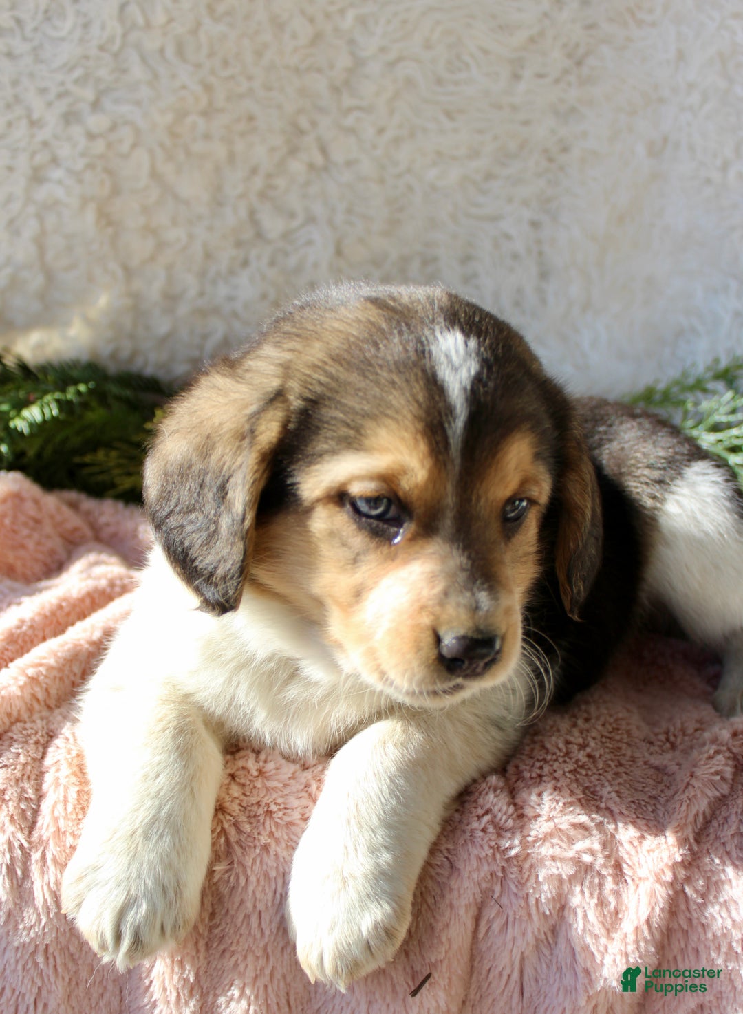 Mixed Breed dogs for sale: Molly - Ad 3