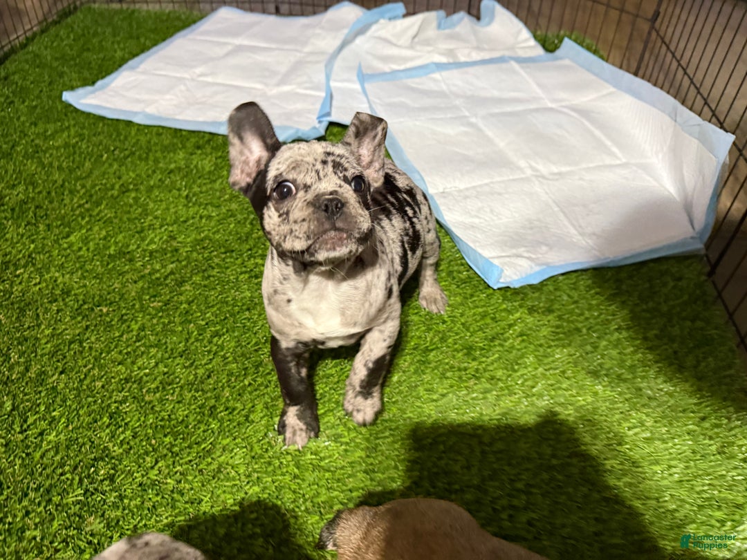 French Bulldog dogs for sale: Daisy - Ad 2