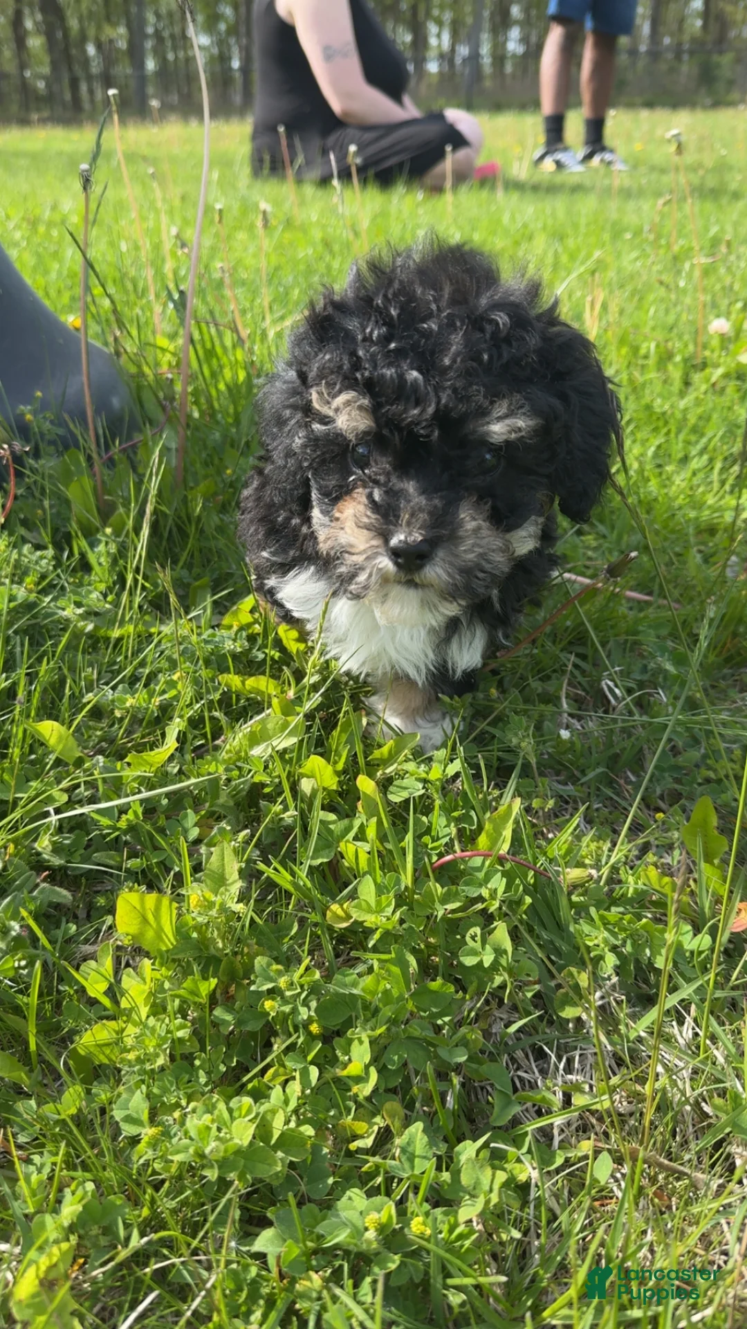 Corgipoo dogs for sale: Corgipoo Puppy 1 - Ad 1