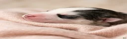 Siberian Husky dogs for sale:  Valkiera - Ad 6