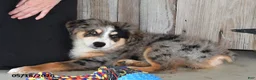 Australian Shepherd dogs for sale: Luke - Ad 3