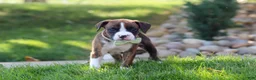 Boxer dogs for sale: Leo - Ad 10