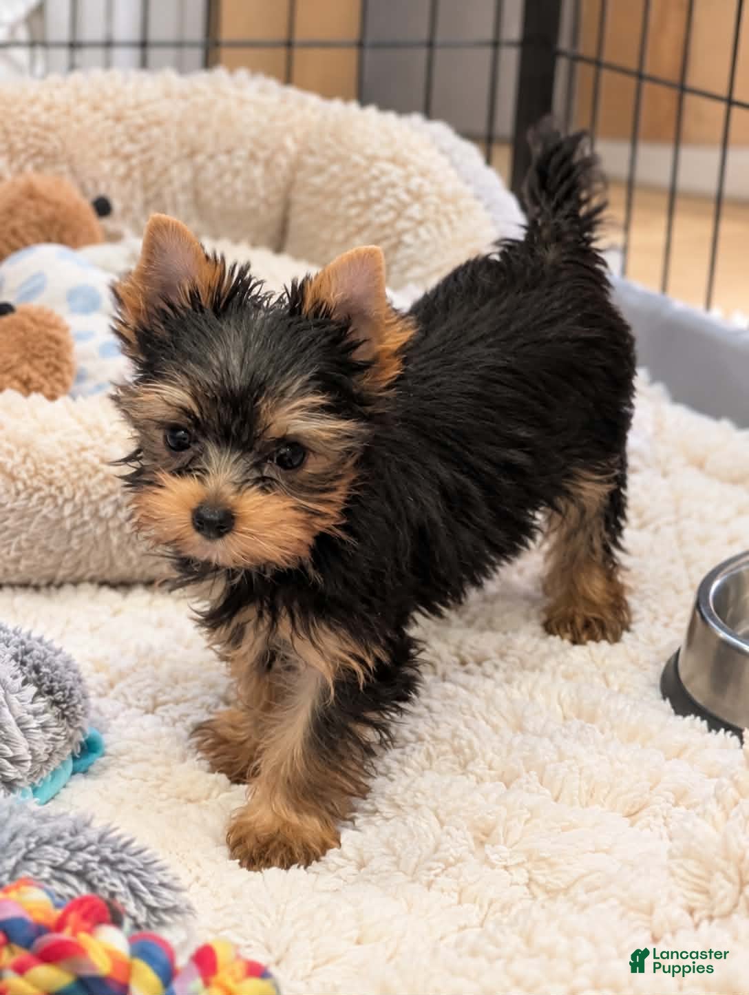 Yorkshire Terrier dogs for sale: Guajiro the Most Loving Boy - Ad 2