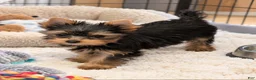Yorkshire Terrier dogs for sale: Guajiro the Most Loving Boy - Ad 2