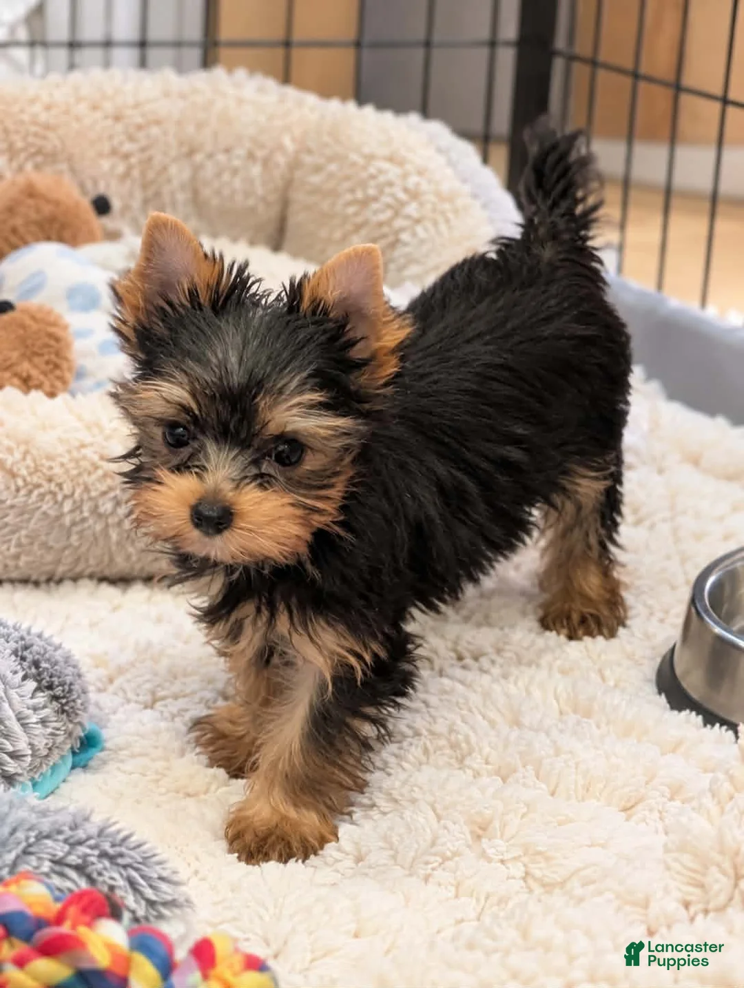 Yorkshire Terrier dogs for sale: Guajiro the Most Loving Boy - Ad 2