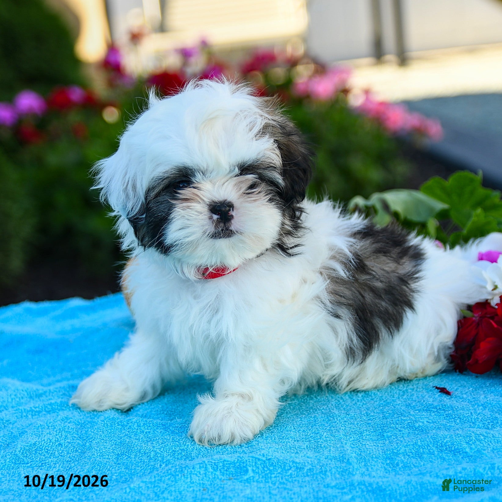 Shih Tzu dogs Ada - Ad 2