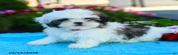 Shih Tzu dogs for sale: Ada - Ad 2