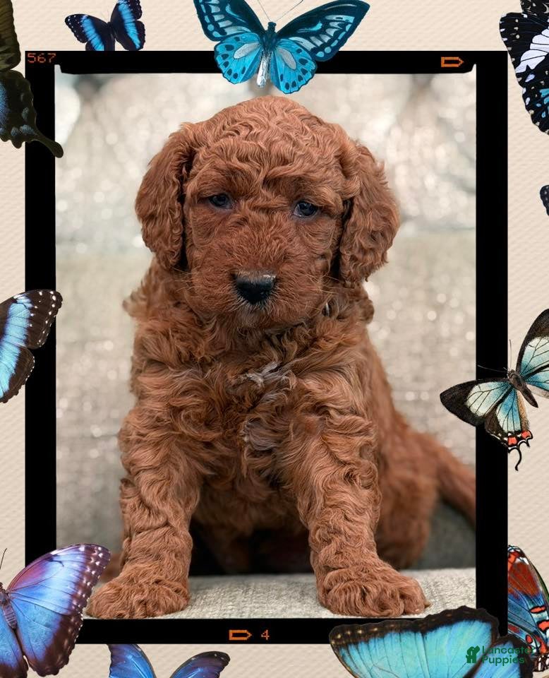 Mini Goldendoodle dogs Mini Goldendoodle Puppy 1 - Ad 1