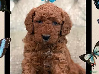 Mini Goldendoodle dogs for sale: Mini Goldendoodle Puppy 1 - Ad 2