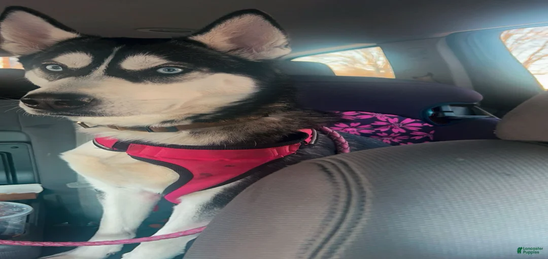 Gallery Image {{count}}