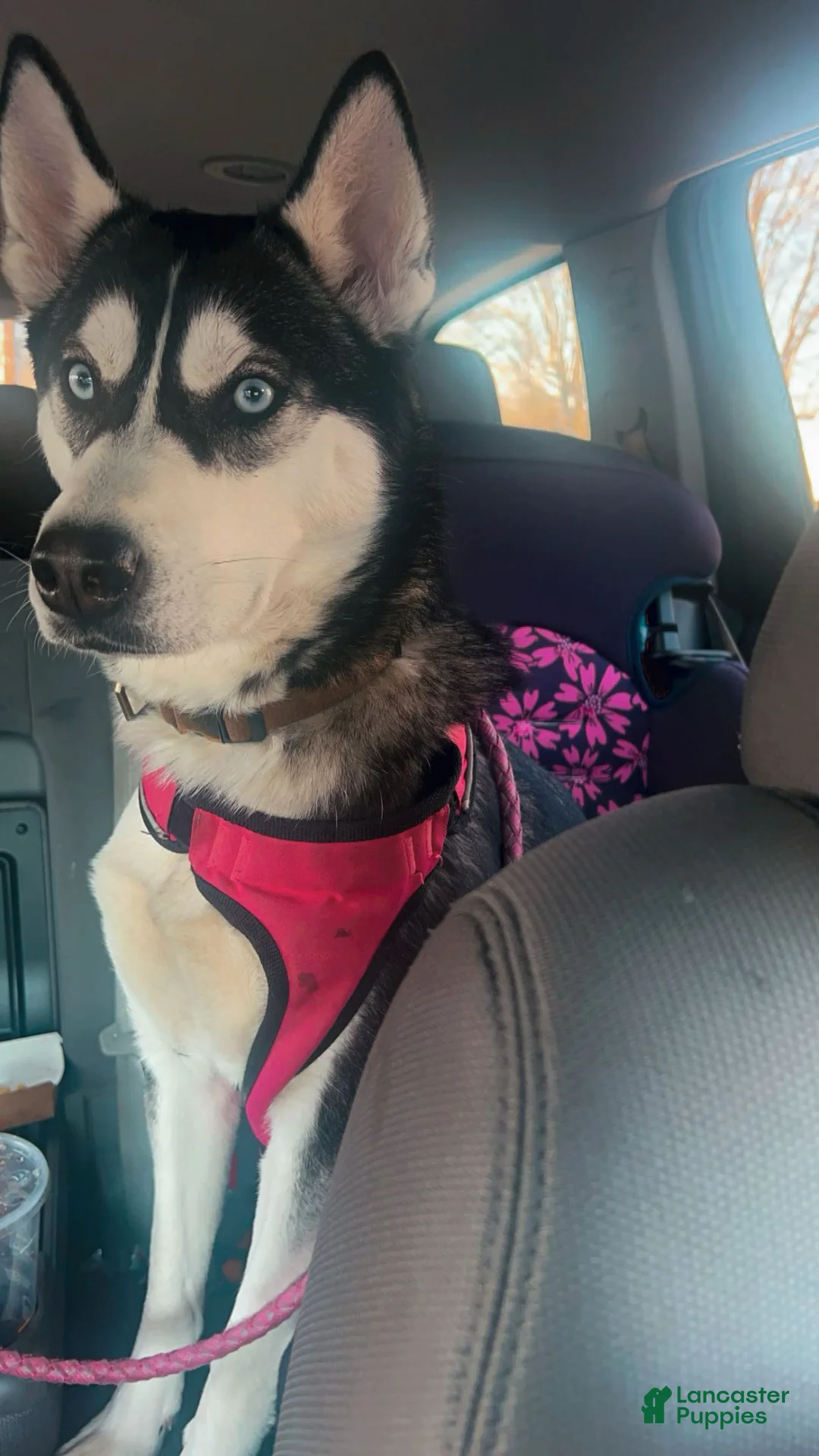 Gallery Image {{count}}