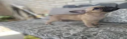 French Bulldog dogs for sale: French Bulldog 1 - Ad 6