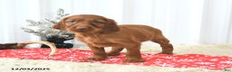 Irish Setter dogs for sale: Begonia - Ad 4